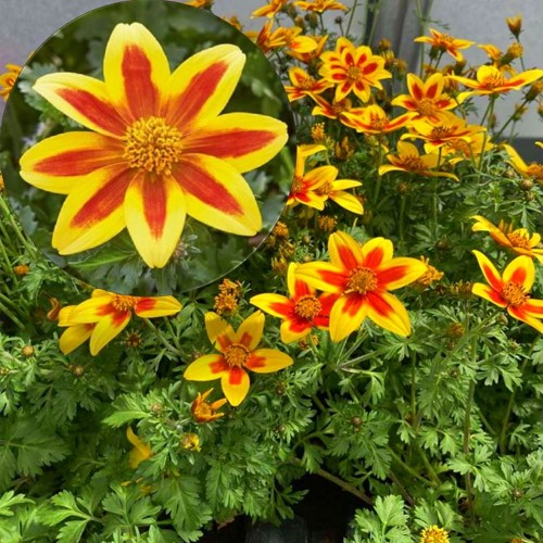 Bidens ferulifolia 'Taka Tuka® M Yellow Red Star' - Feerulalehine ruse 'Taka Tuka® M Yellow Red Star'   